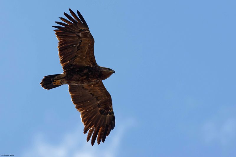Aigle pomarin, Clanga pomarina