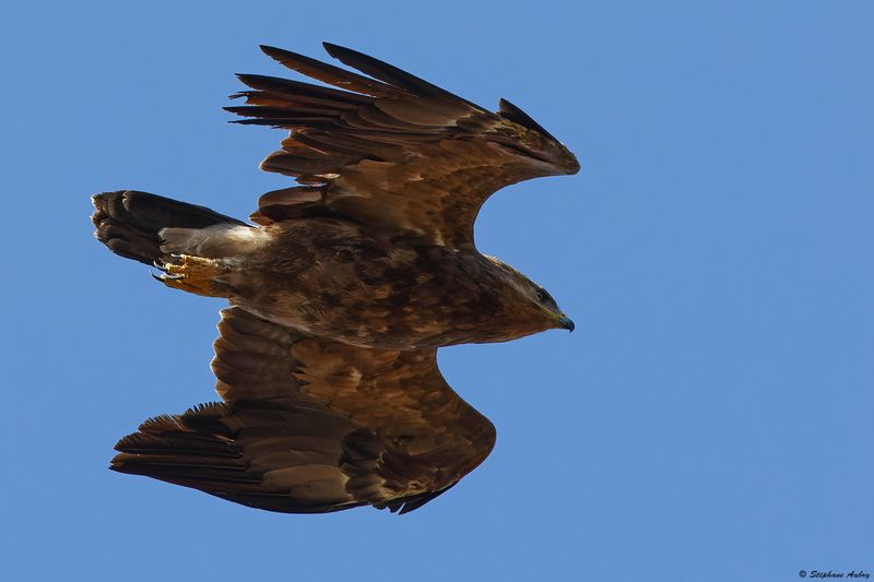 Aigle pomarin, Clanga pomarina