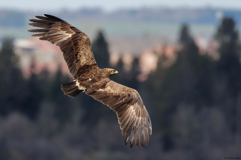 Aigle pomarin, Clanga pomarina