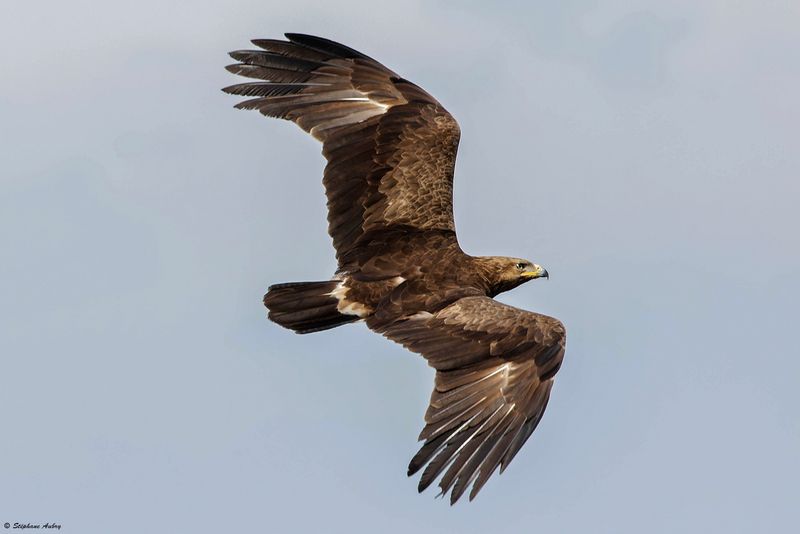 Aigle pomarin, Clanga pomarina