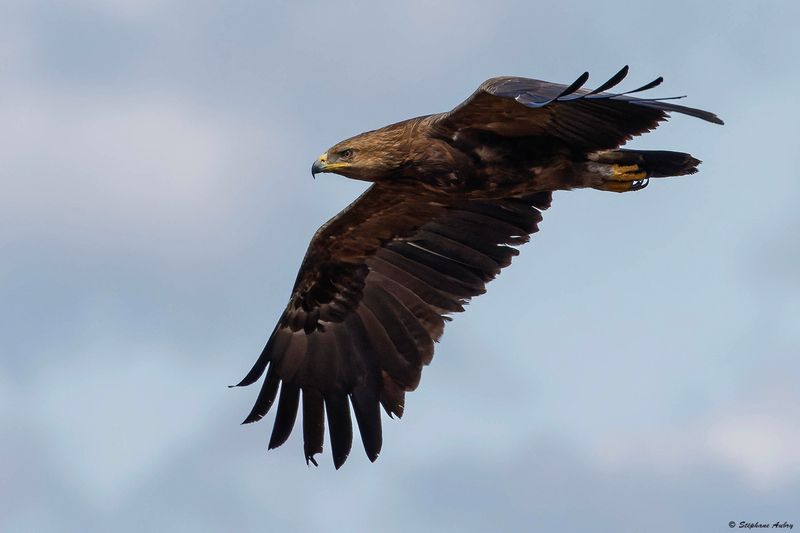 Aigle pomarin, Clanga pomarina