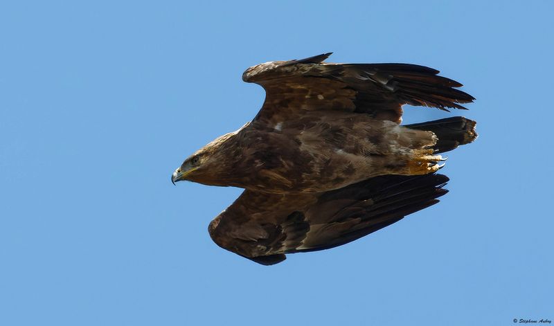 Aigle pomarin, Clanga pomarina