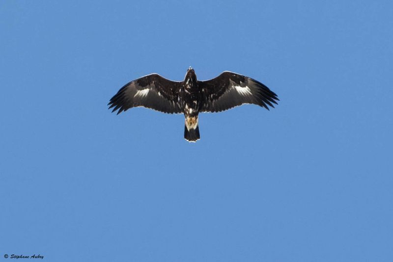 Aigle royal, Aquila chrysaetos