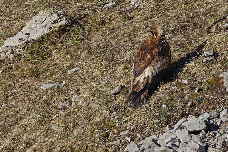 Aigle royal, Aquila chrysaetos