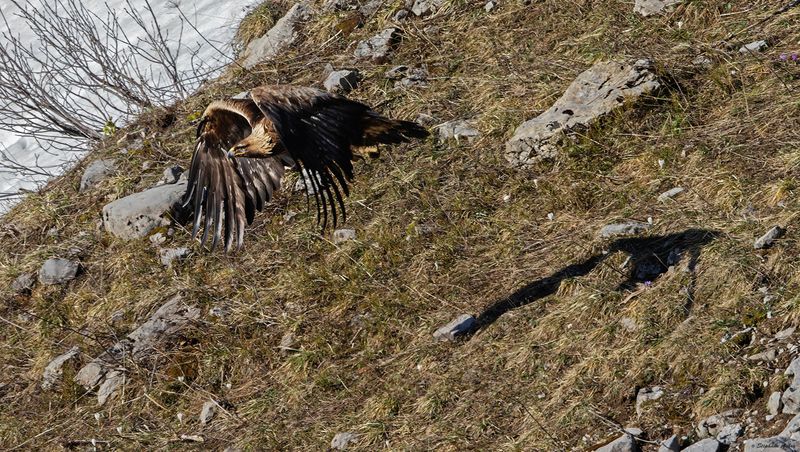Aigle royal, Aquila chrysaetos