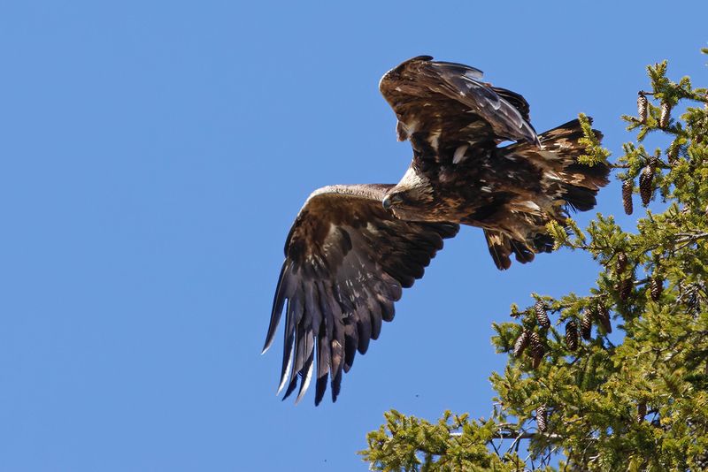Aigle royal, Aquila chrysaetos