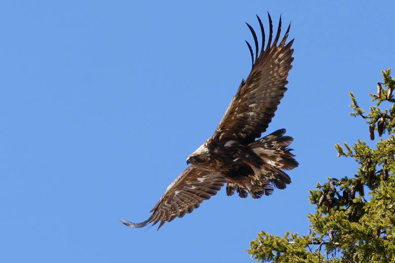 Aigle royal, Aquila chrysaetos