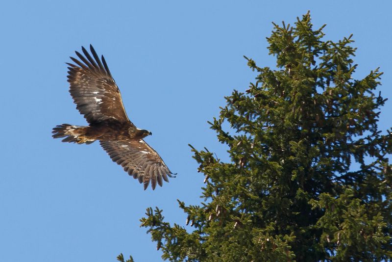 Aigle royal, Aquila chrysaetos