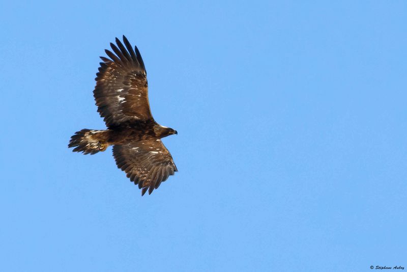 Aigle royal, Aquila chrysaetos