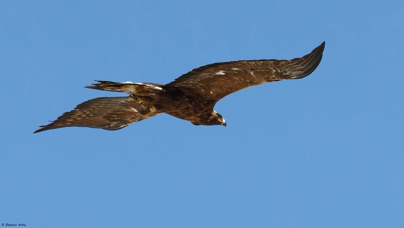 Aigle royal, Aquila chrysaetos