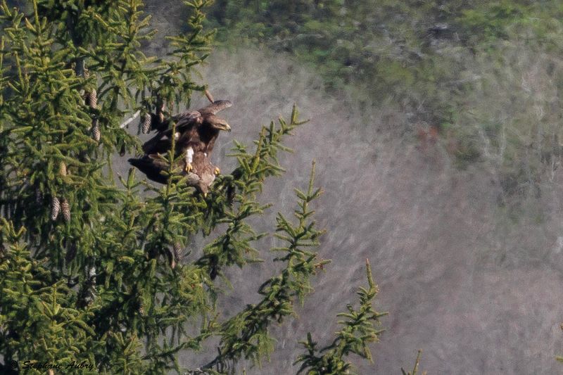 Aigle pomarin, Clanga pomarina