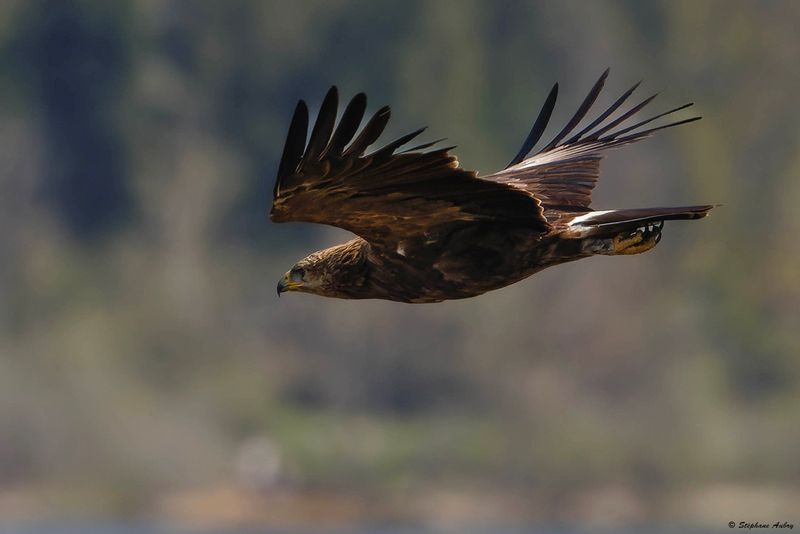 Aigle pomarin, Clanga pomarina