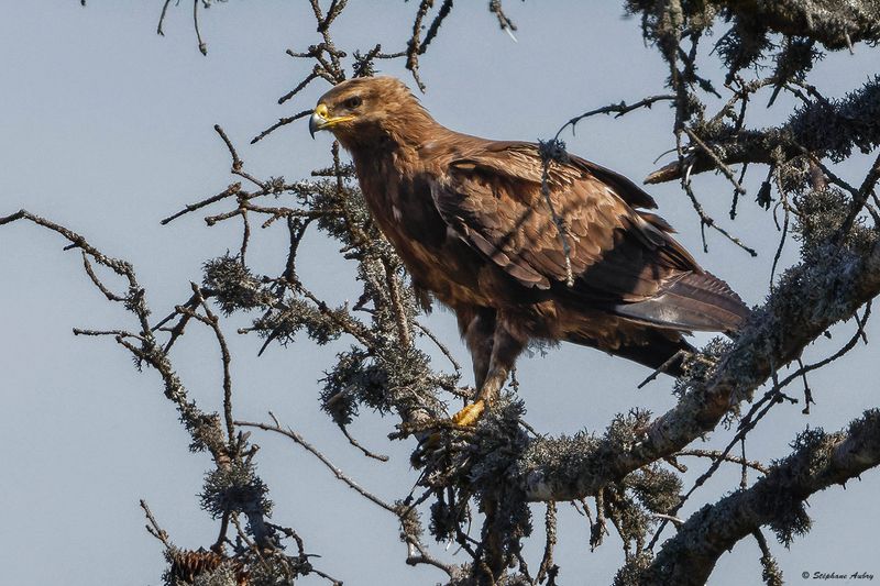 Aigle pomarin, Clanga pomarina