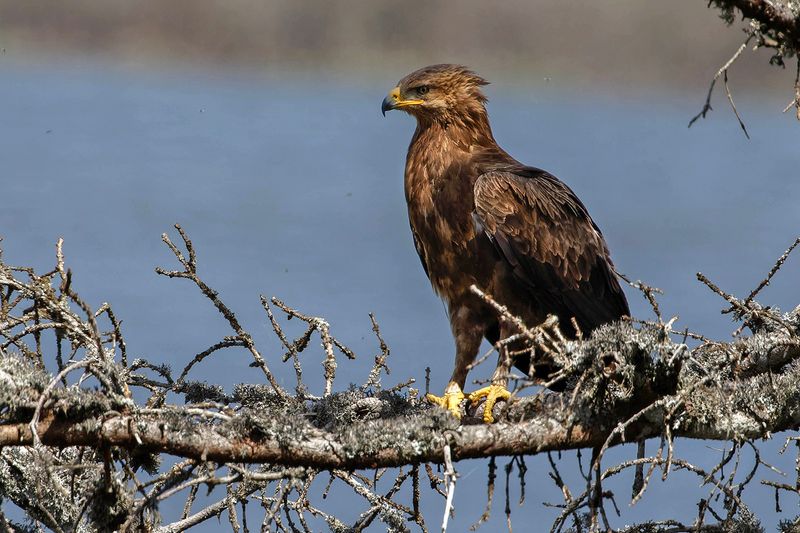 Aigle pomarin, Clanga pomarina