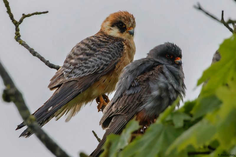 Faucon kobez, Falco vespertinus