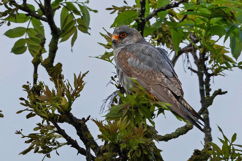 Faucon kobez, Falco vespertinus