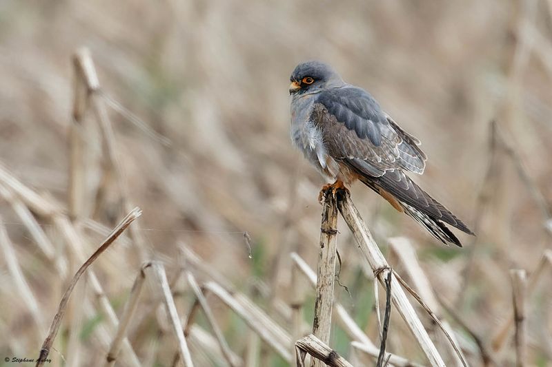 Faucon kobez, Falco vespertinus