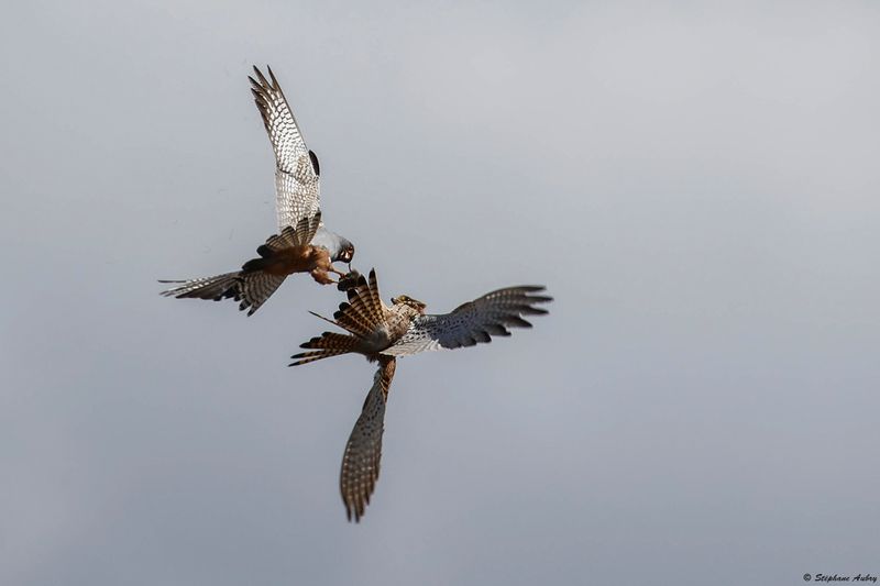 Faucon kobez, Falco vespertinus