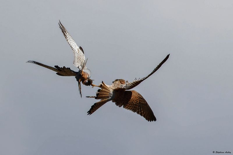 Faucon kobez, Falco vespertinus