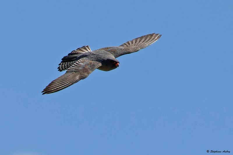 Faucon kobez, Falco vespertinus