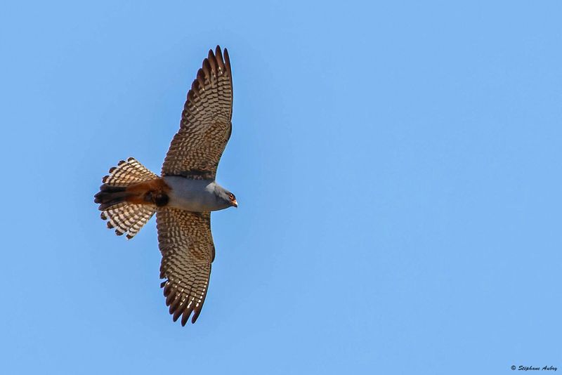 Faucon kobez, Falco vespertinus
