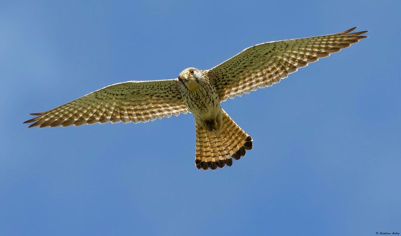 Faucon crcerelle, Falco tinnunculus