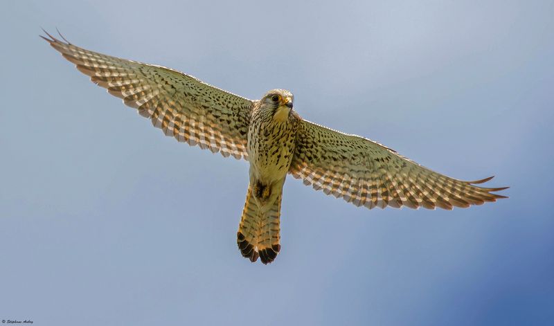 Faucon crcerelle, Falco tinnunculus