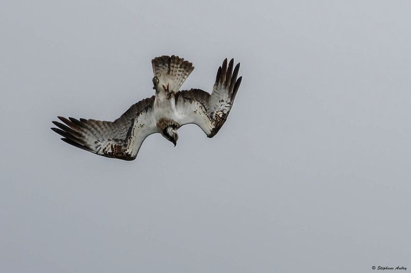 Balbuzard pcheur, Pandion haliaetus