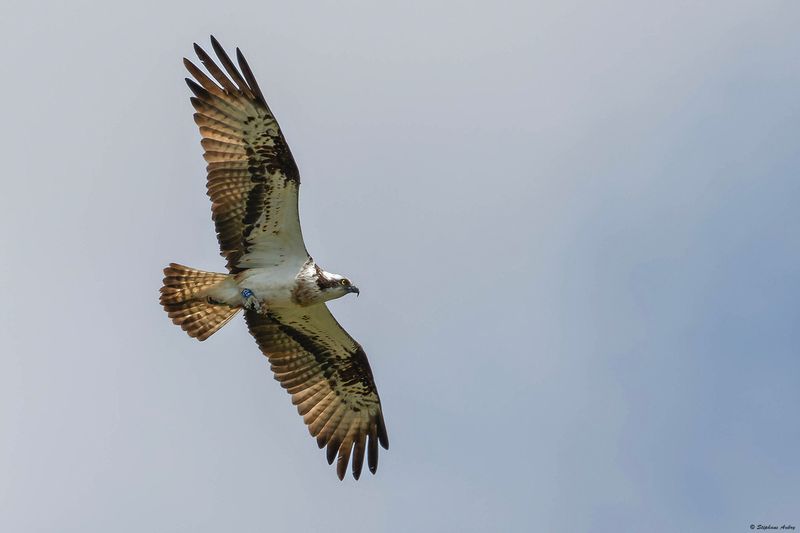 Balbuzard pcheur, Pandion haliaetus