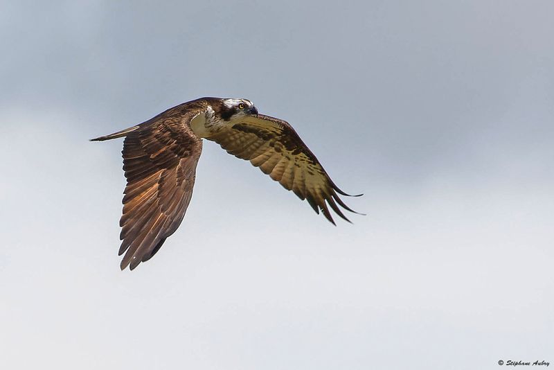 Balbuzard pcheur, Pandion haliaetus