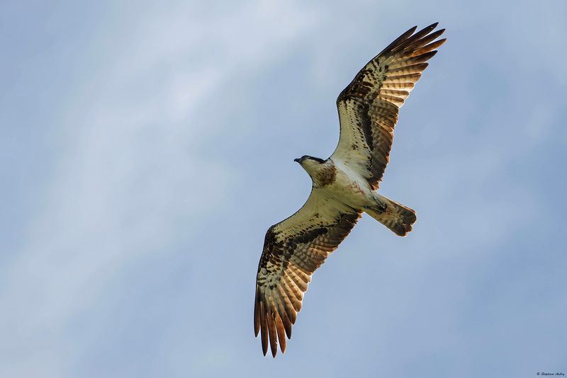 Balbuzard pcheur, Pandion haliaetus