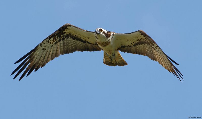 Balbuzard pcheur, Pandion haliaetus