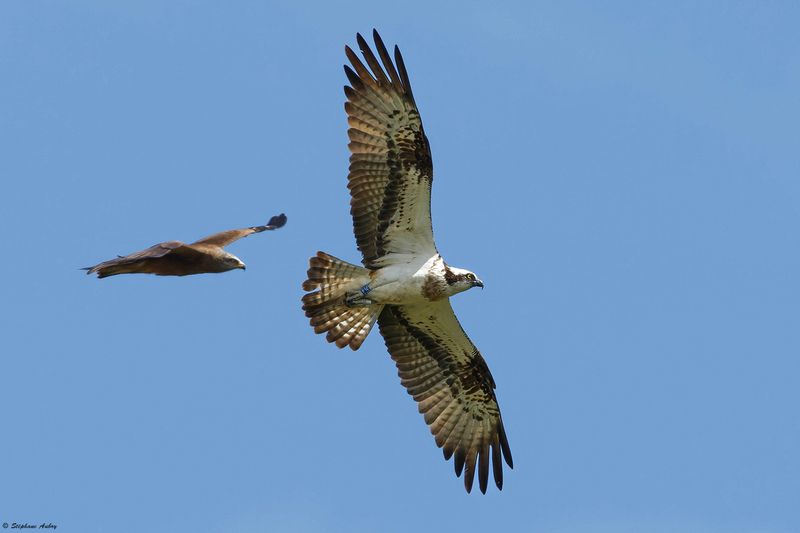 Balbuzard pcheur, Pandion haliaetus