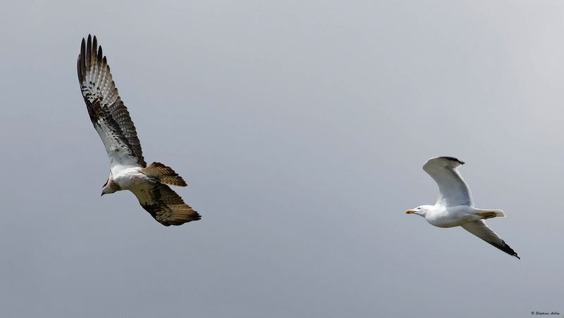 Balbuzard pcheur, Pandion haliaetus