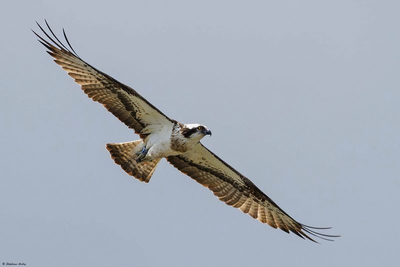 Balbuzard pcheur, Pandion haliaetus
