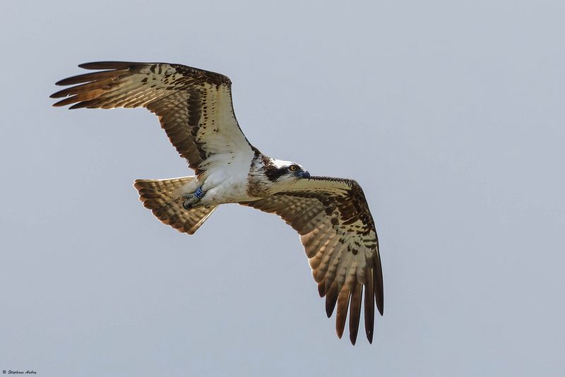Balbuzard pcheur, Pandion haliaetus