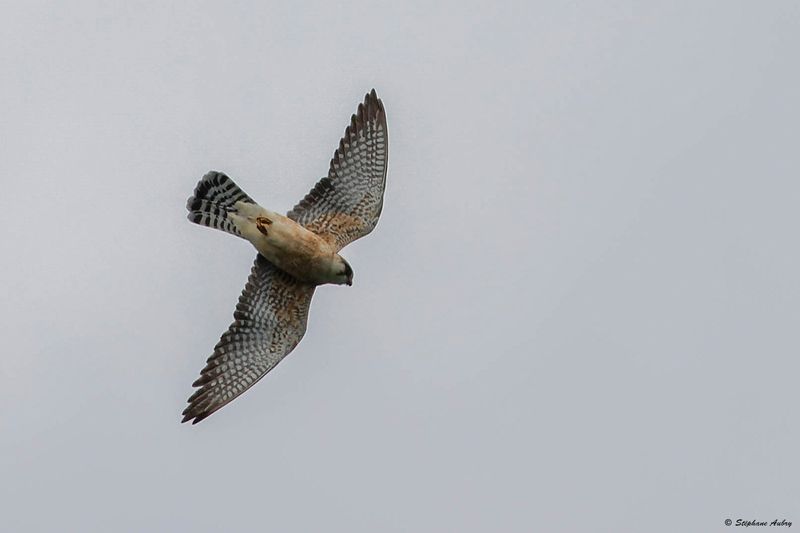 Faucon kobez, Falco vespertinus