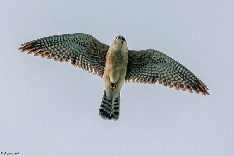 Faucon kobez, Falco vespertinus