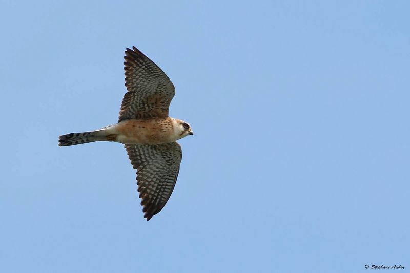 Faucon kobez, Falco vespertinus