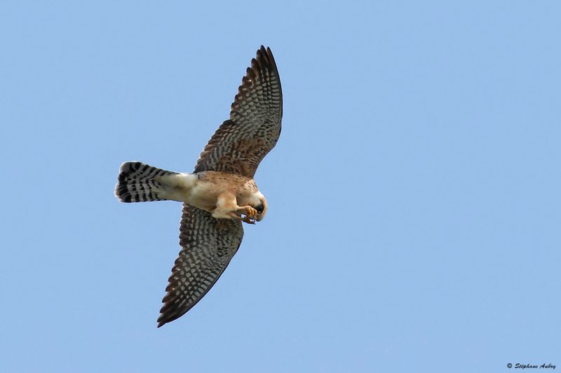 Faucon kobez, Falco vespertinus