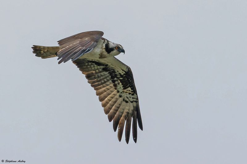 Balbuzard pcheur, Pandion haliaetus