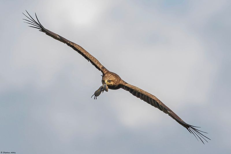 Aigle pomarin, Clanga pomarina