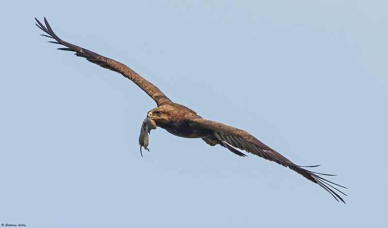 Aigle pomarin, Clanga pomarina
