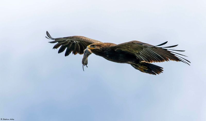 Aigle pomarin, Clanga pomarina