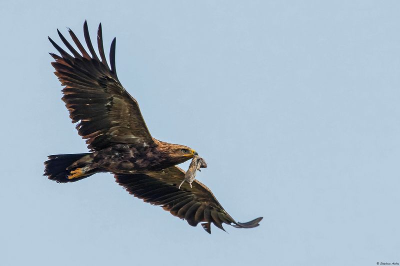 Aigle pomarin, Clanga pomarina