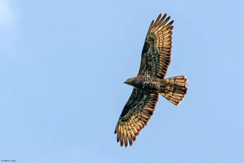 Bondre apivore, Pernis apivorus