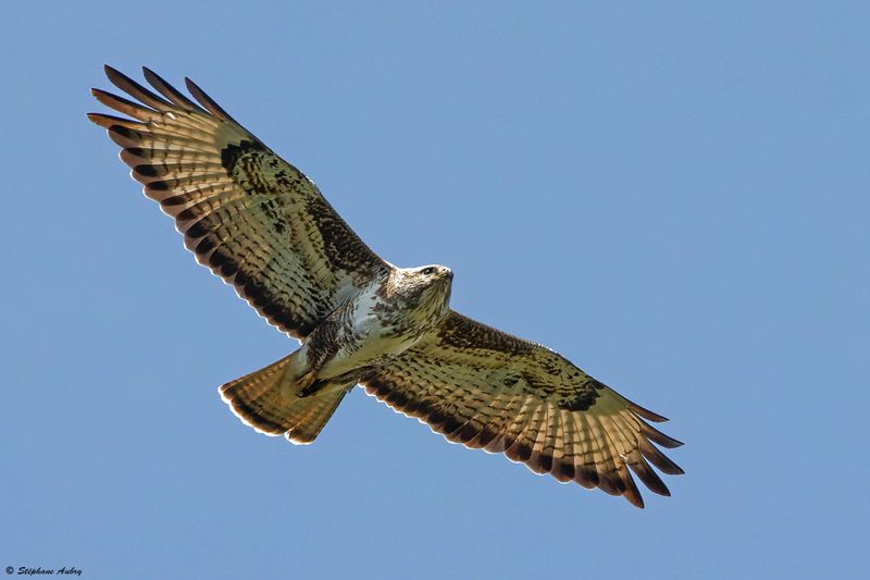 Buse variable, Buteo buteo
