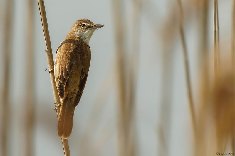 Rousserolle turdode, Acrocephalus arundinaceus