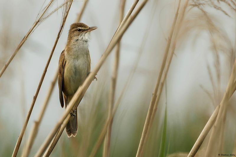 Rousserolle turdode, Acrocephalus arundinaceus