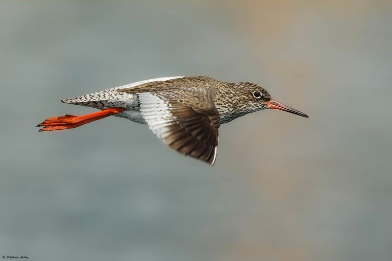 Chevalier gambette, Tringa totanus